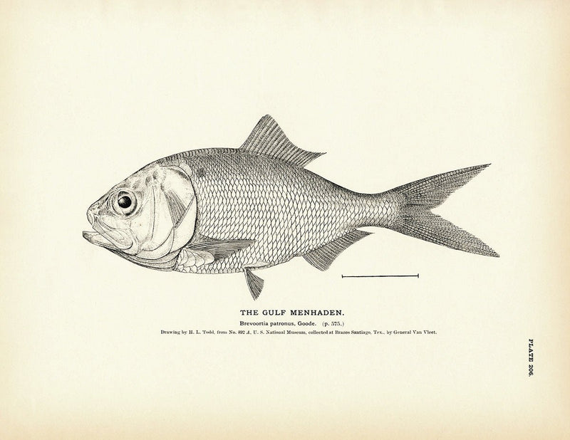Gulf Menhaden Art Print - Muir Way - Fisheries