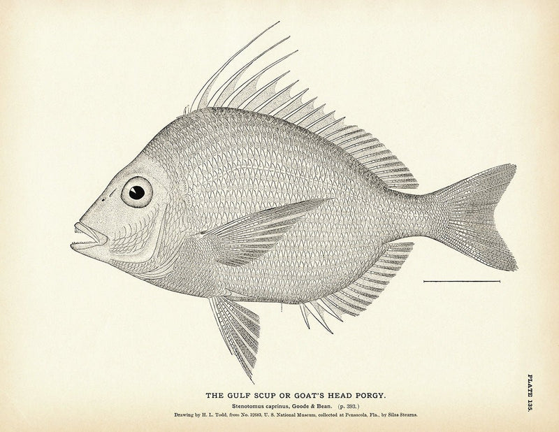 Gulf Scup (Goat's Head Porgy) Art Print - Muir Way - Fisheries