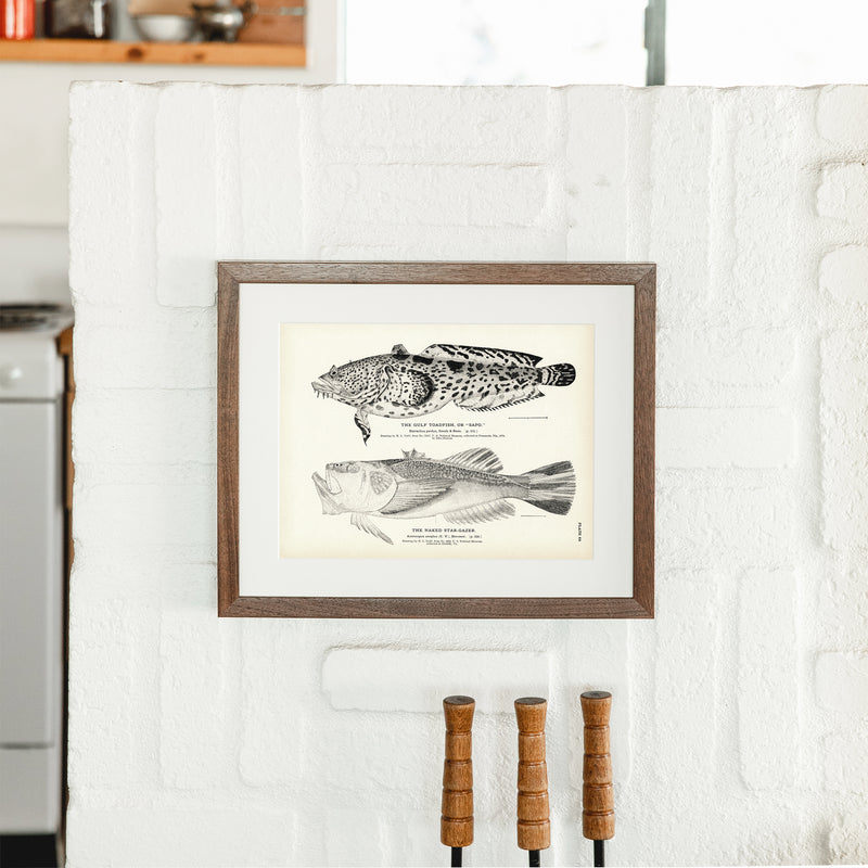 Gulf Toadfish (Sapo) and Naked - Stargazer Art Print - Muir Way - Fisheries