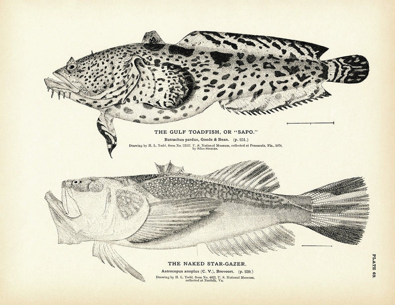 Gulf Toadfish (Sapo) and Naked - Stargazer Art Print - Muir Way - Fisheries