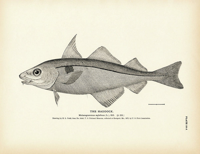 Haddock Art Print - Muir Way - Fisheries