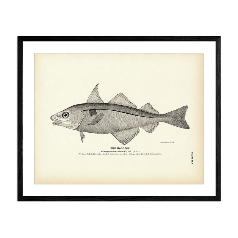 Haddock Art Print - Muir Way - Fisheries