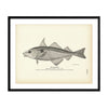 Haddock Art Print