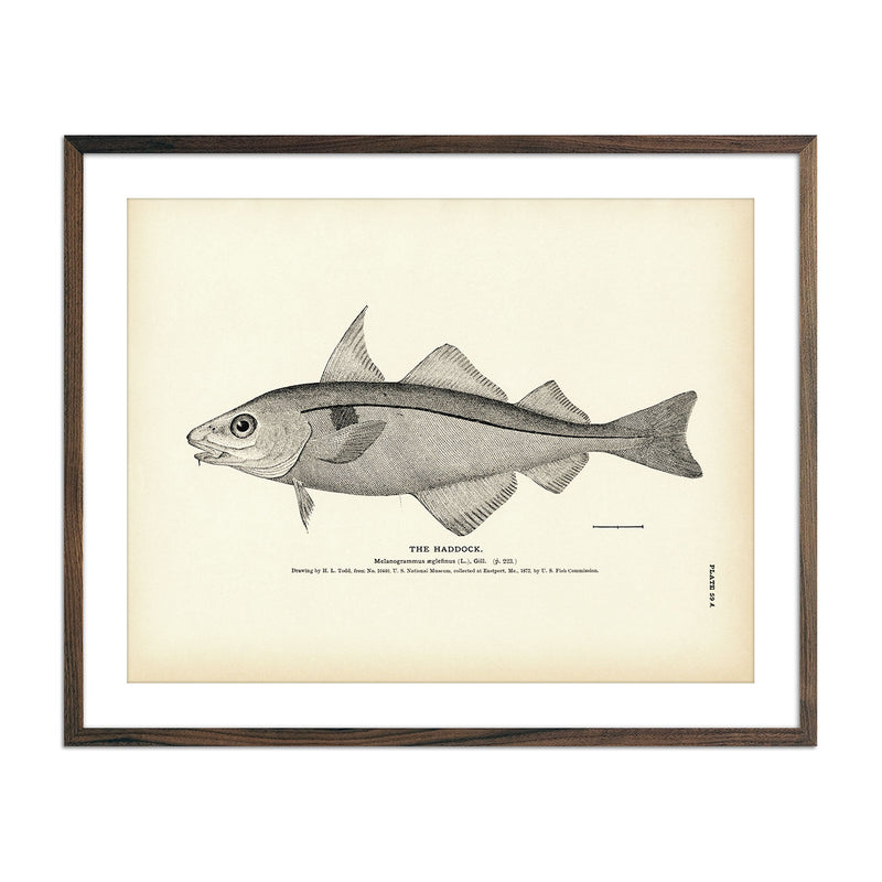 Haddock Art Print - Muir Way - Fisheries