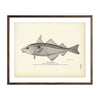 Vintage Haddock fish print