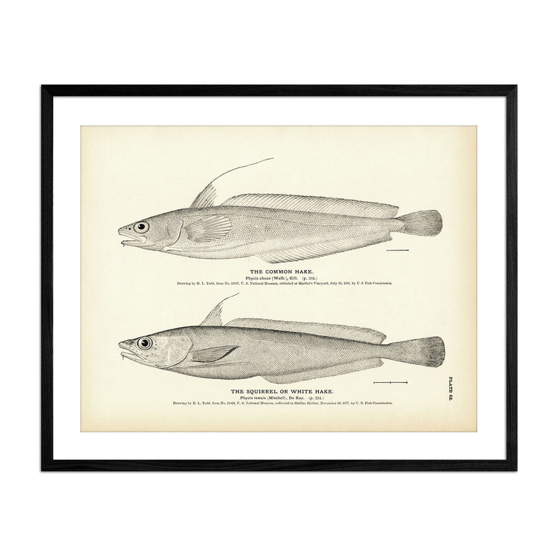 Common Hake and Squirrel (White Hake) Art Print - Muir Way - Fisheries