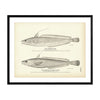Common Hake and Squirrel (White Hake) Art Print