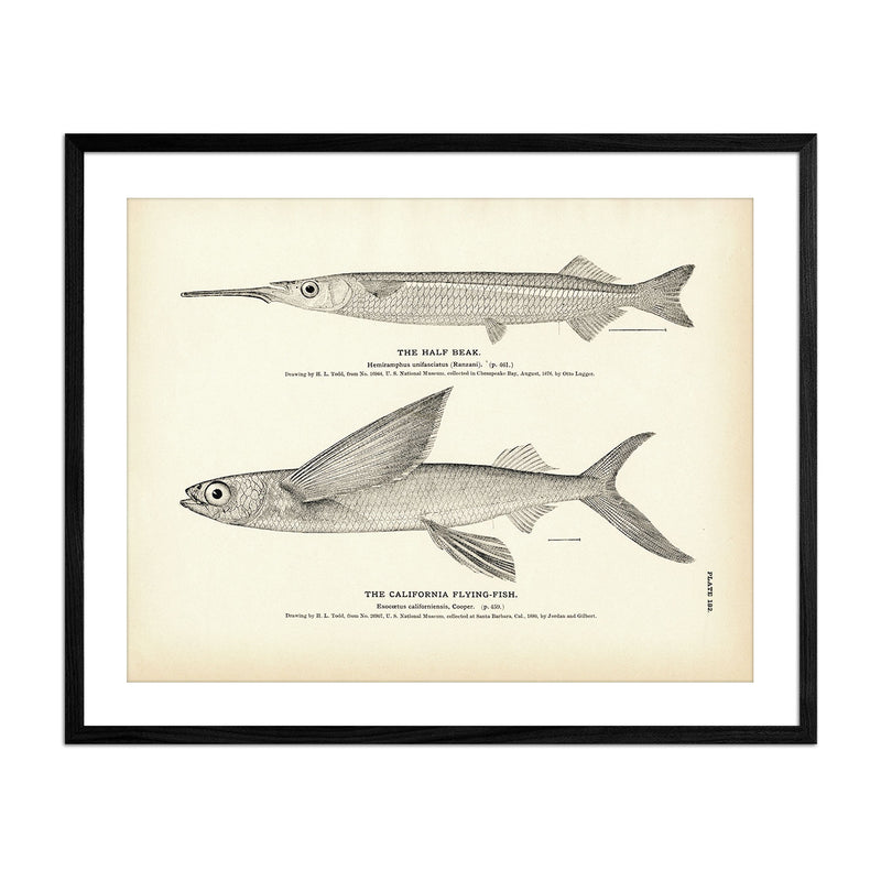 Half Beak and California Flying - Fish Art Print - Muir Way - Fisheries