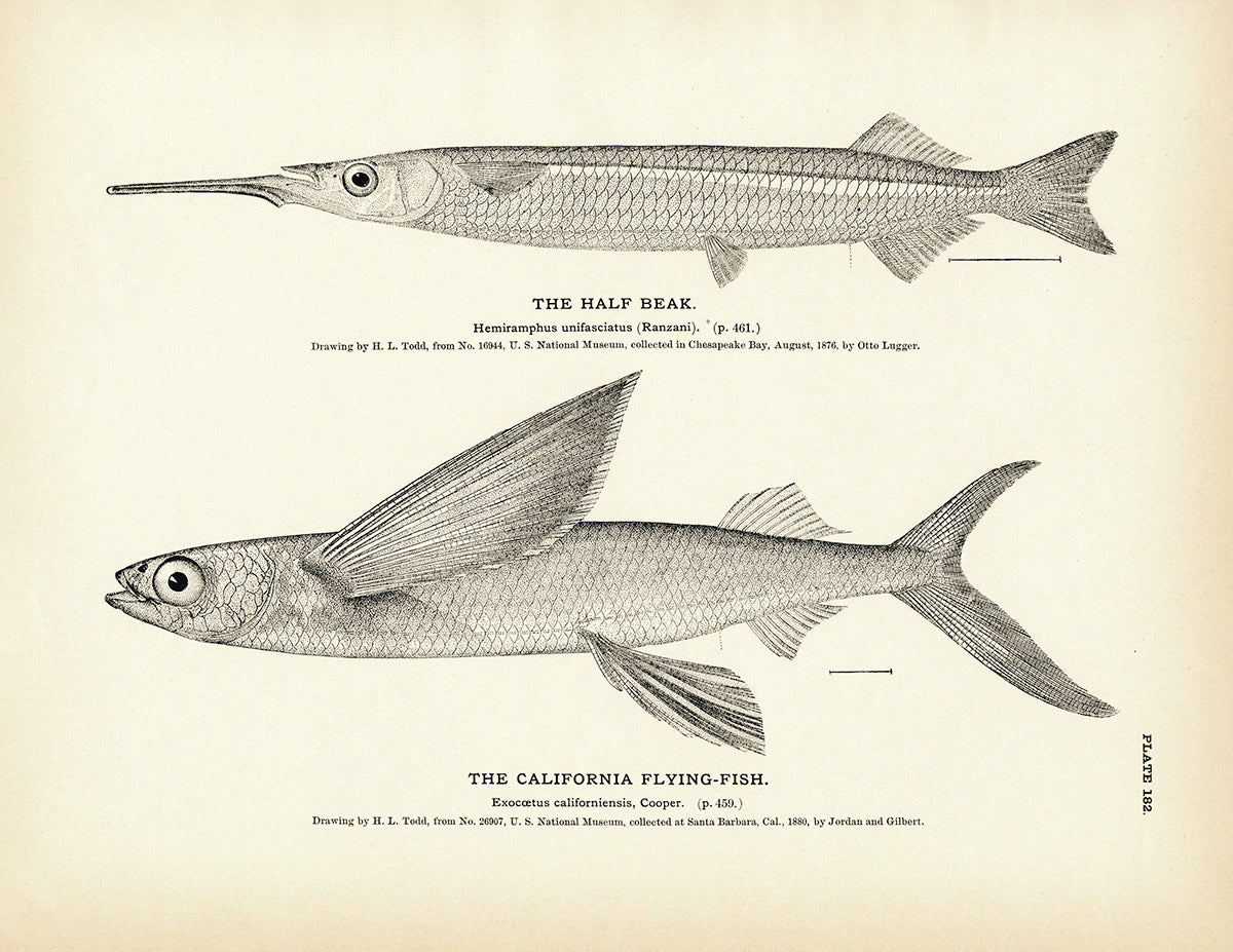Half Beak and California Flying-Fish - 1884 Print