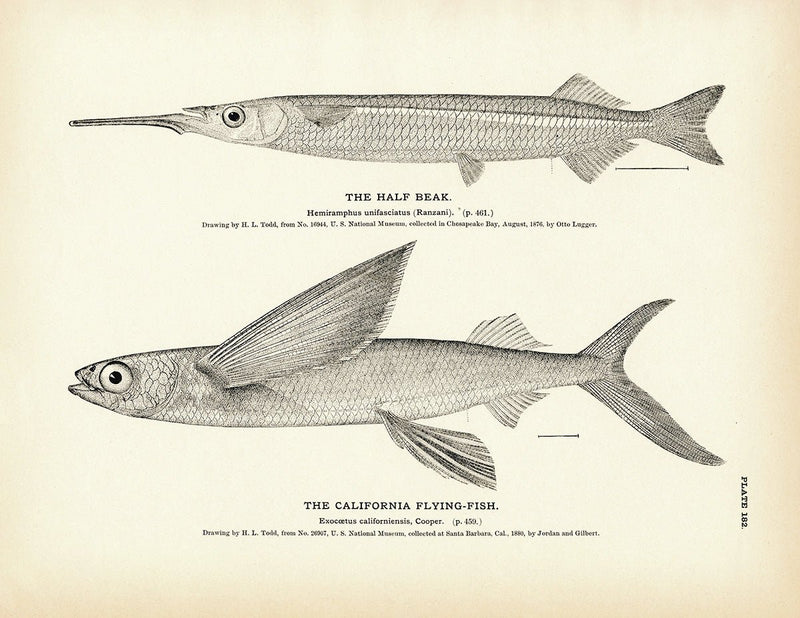 Half Beak and California Flying - Fish Art Print - Muir Way - Fisheries