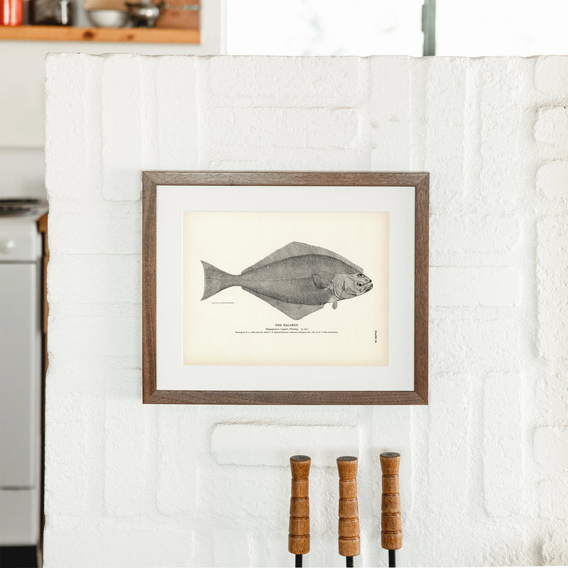 Halibut Art Print - Muir Way - Fisheries