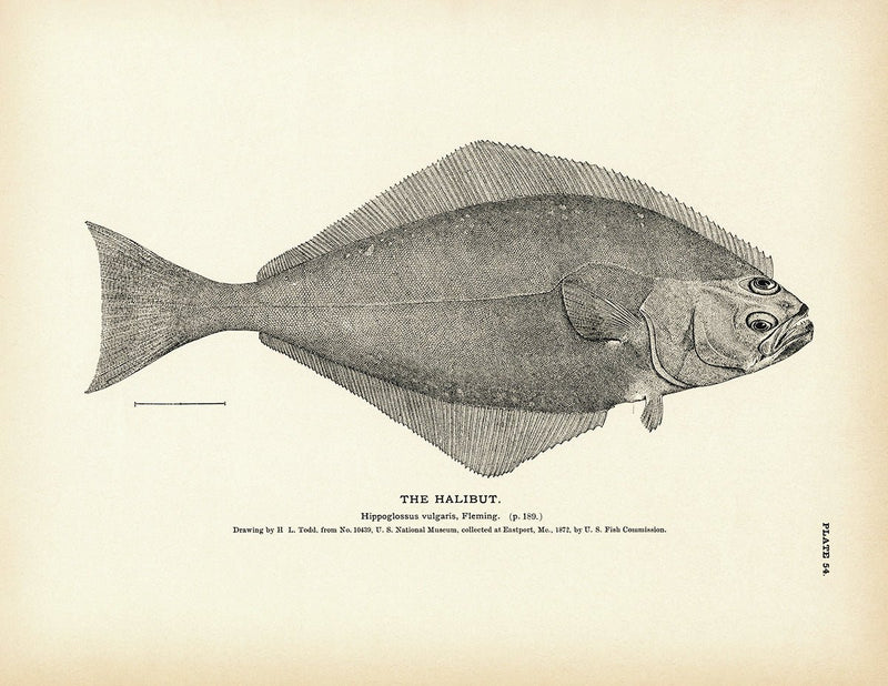 Halibut Art Print - Muir Way - Fisheries
