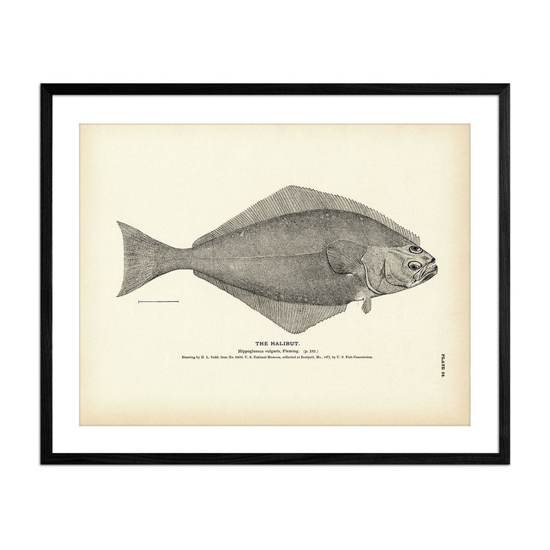 Halibut Art Print - Muir Way - Fisheries