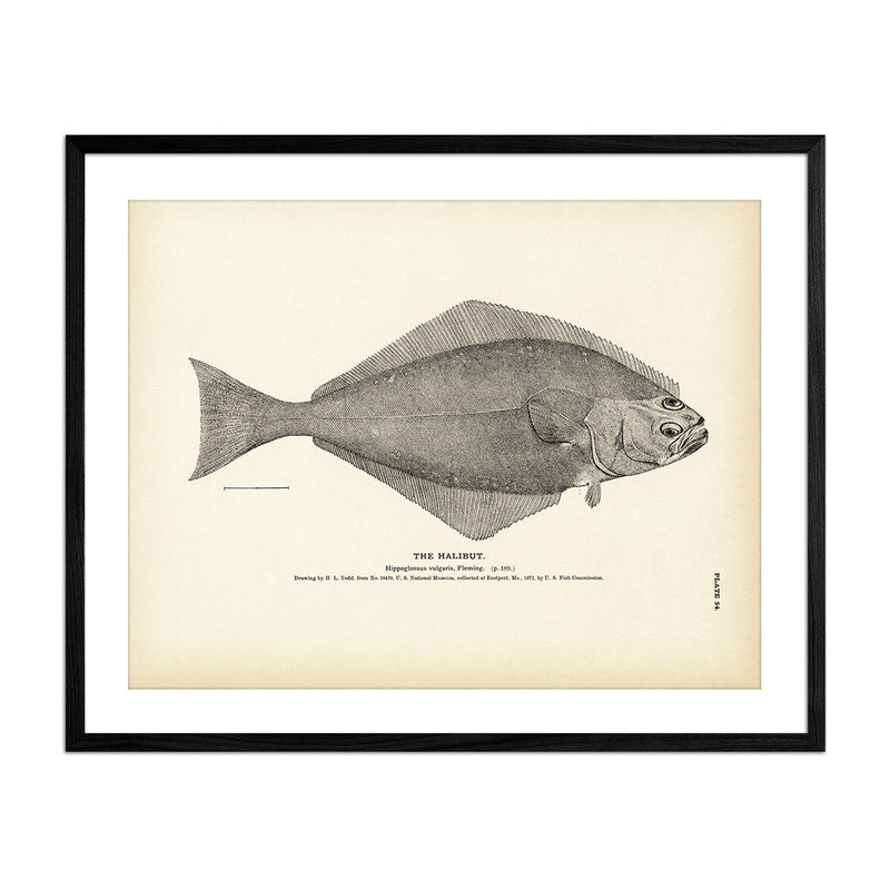 Vintage Halibut fish print