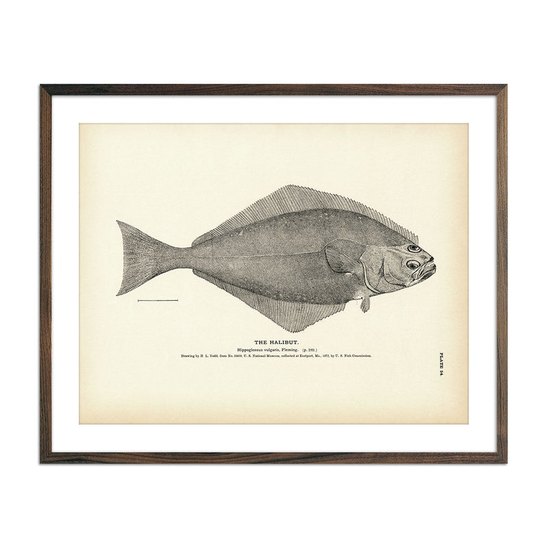 Halibut Art Print - Muir Way - Fisheries