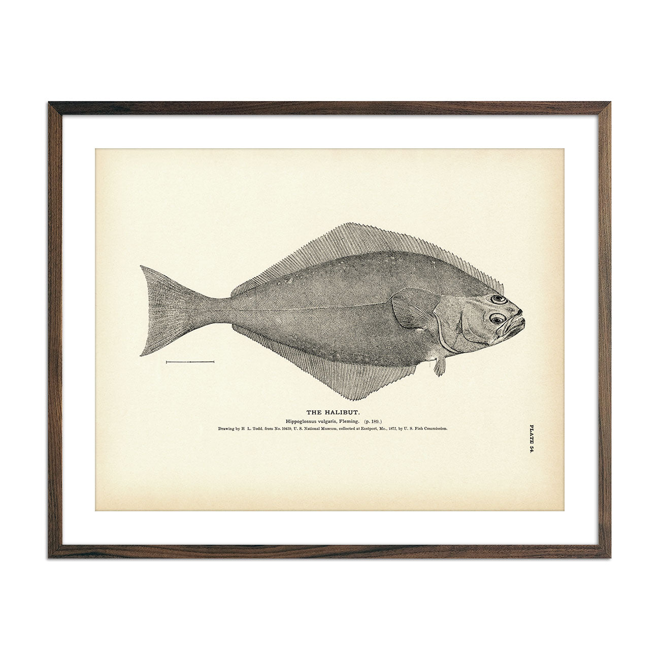 Vintage Halibut fish print