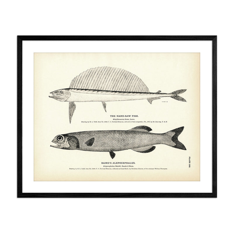 Hand - Saw Fish and Baird's Alepocephalus Art Print - Muir Way - Fisheries