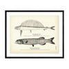 Hand-Saw Fish and Baird's Alepocephalus Art Print