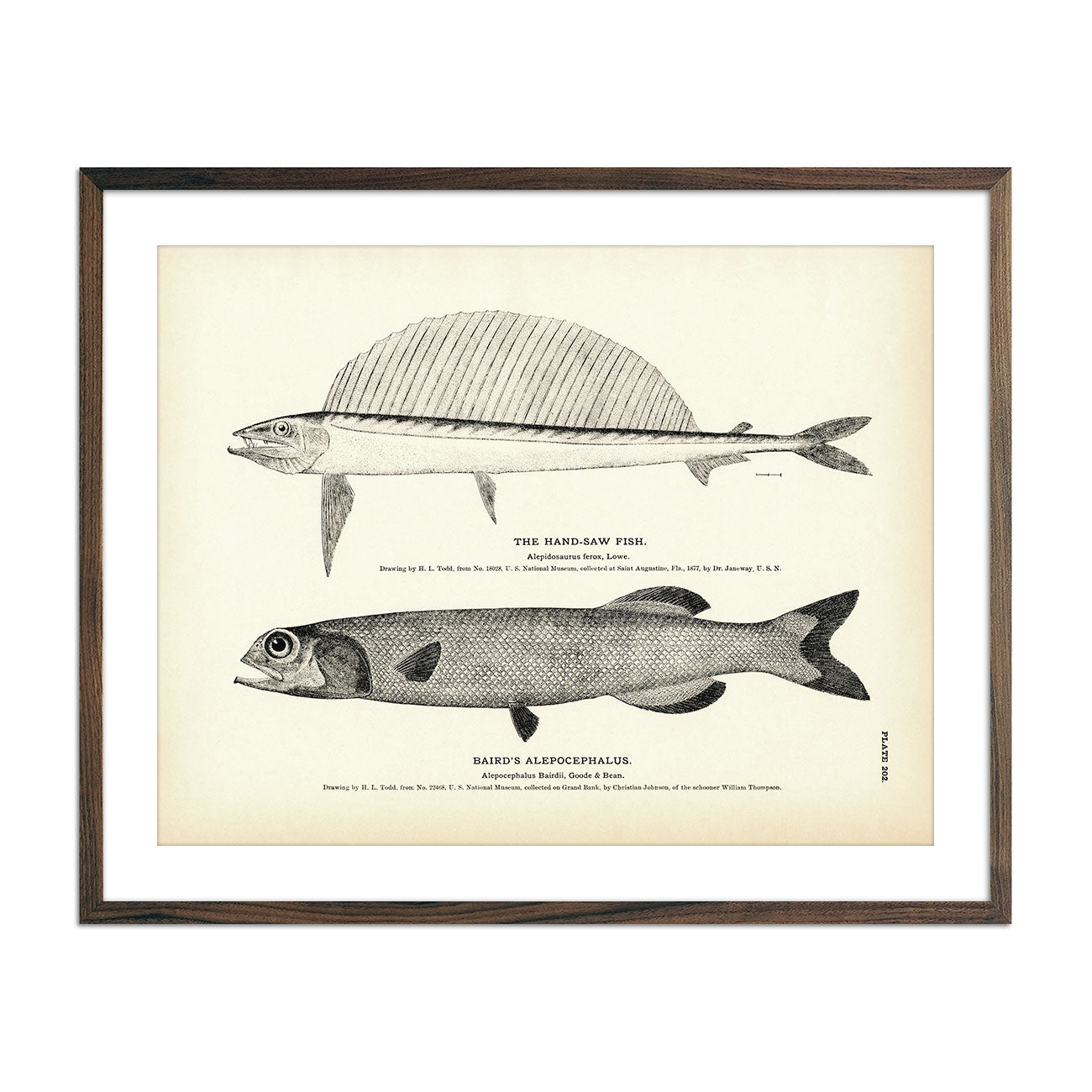Vintage Hand-Saw Fish and Baird's Alepocephalus fish print