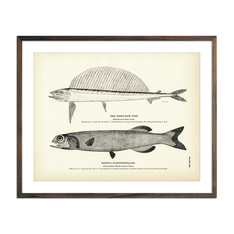 Hand - Saw Fish and Baird's Alepocephalus Art Print - Muir Way - Fisheries