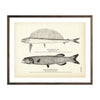 Vintage Hand-Saw Fish and Baird's Alepocephalus fish print