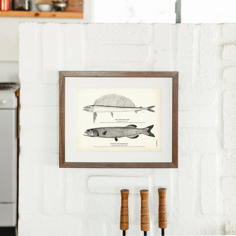 Hand - Saw Fish and Baird's Alepocephalus Art Print - Muir Way - Fisheries