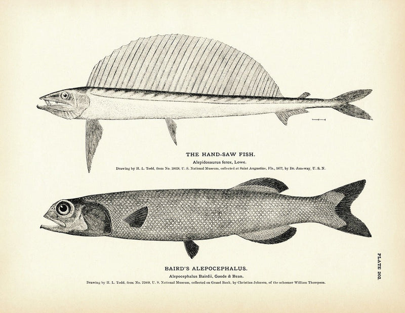 Hand - Saw Fish and Baird's Alepocephalus Art Print - Muir Way - Fisheries