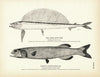 Hand-Saw Fish and Baird's Alepocephalus Art Print