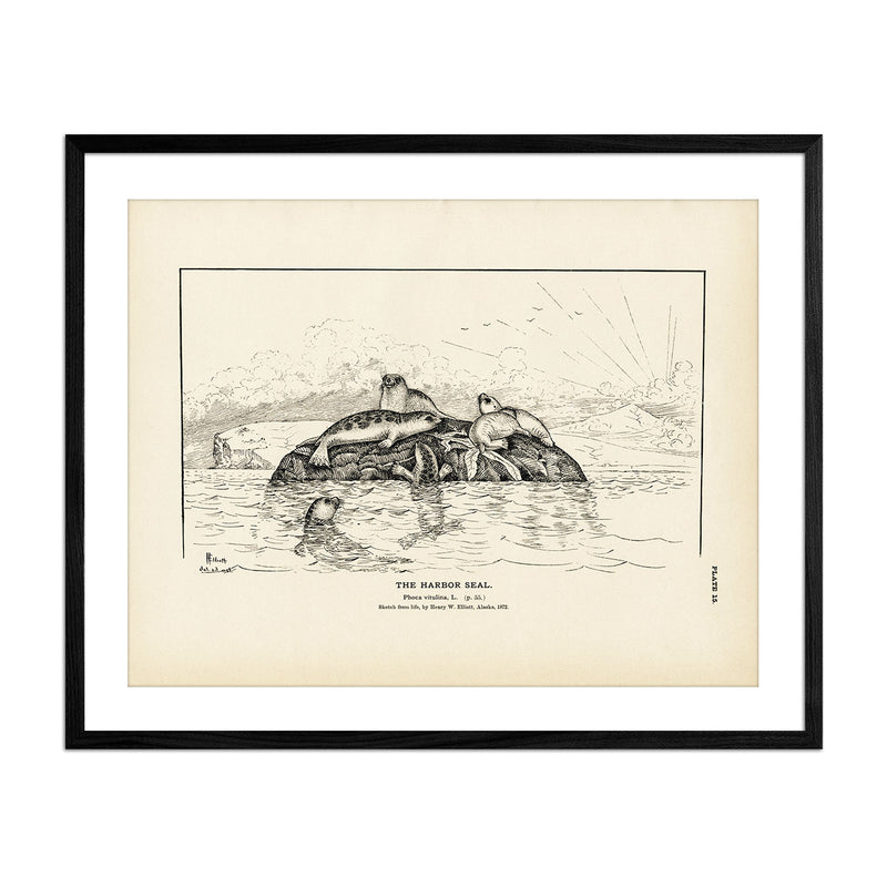 Harbor Seal Art Print - Muir Way - Fisheries