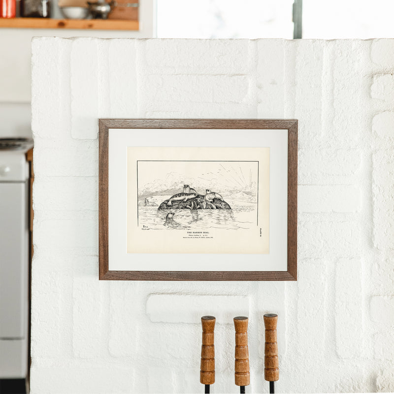Harbor Seal Art Print - Muir Way - Fisheries