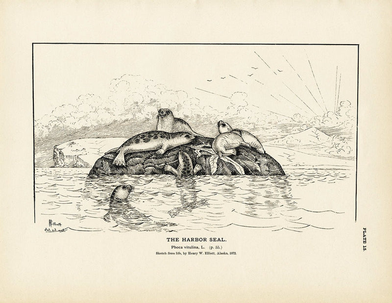 Harbor Seal Art Print - Muir Way - Fisheries