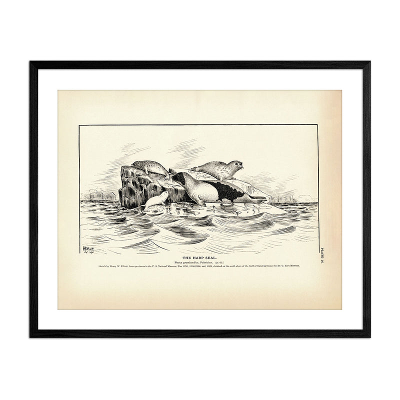 Harp Seal Art Print - Muir Way - Fisheries
