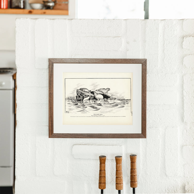 Harp Seal Art Print - Muir Way - Fisheries