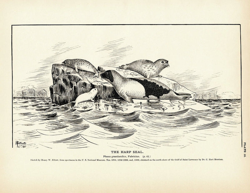 Harp Seal Art Print - Muir Way - Fisheries