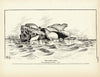 Harp Seal Art Print