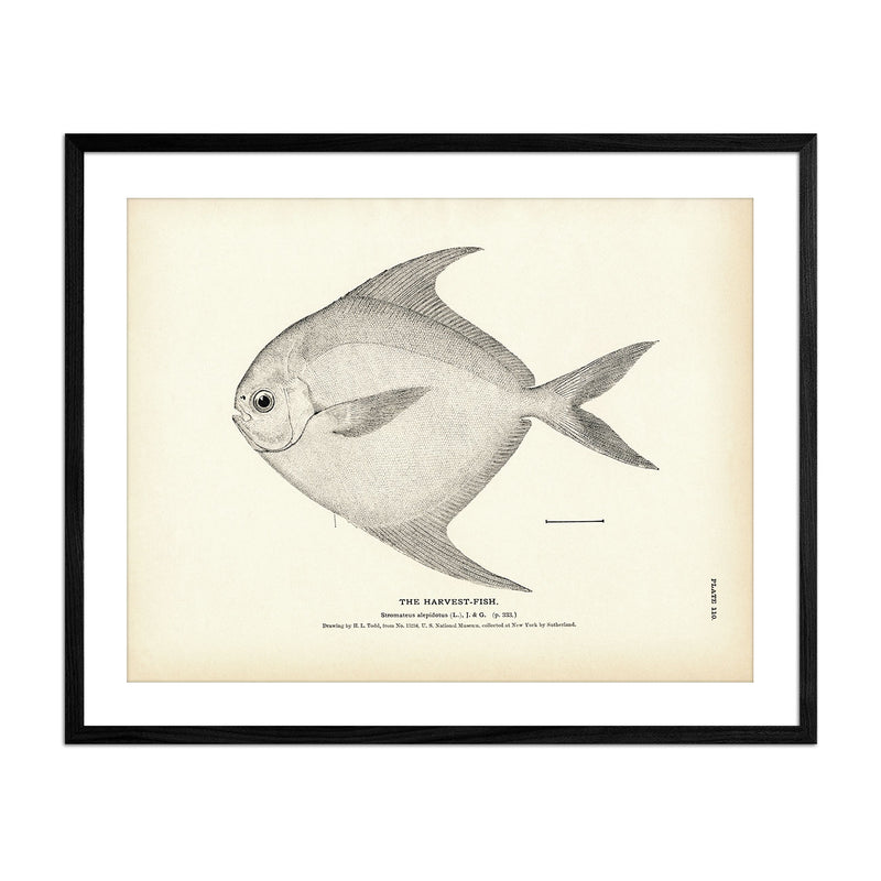 Harvest - Fish Art Print - Muir Way - Fisheries
