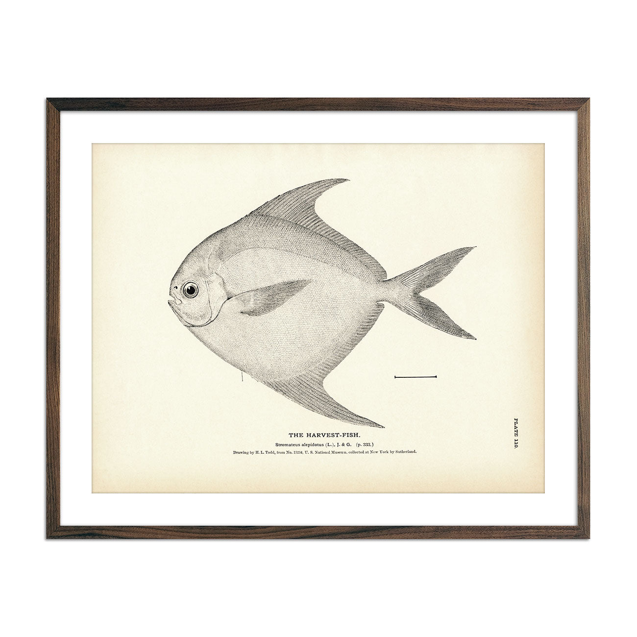 Harvest-Fish - 1884 Print | Muir Way