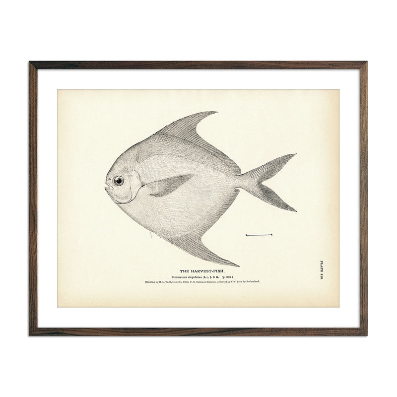 Harvest - Fish Art Print - Muir Way - Fisheries