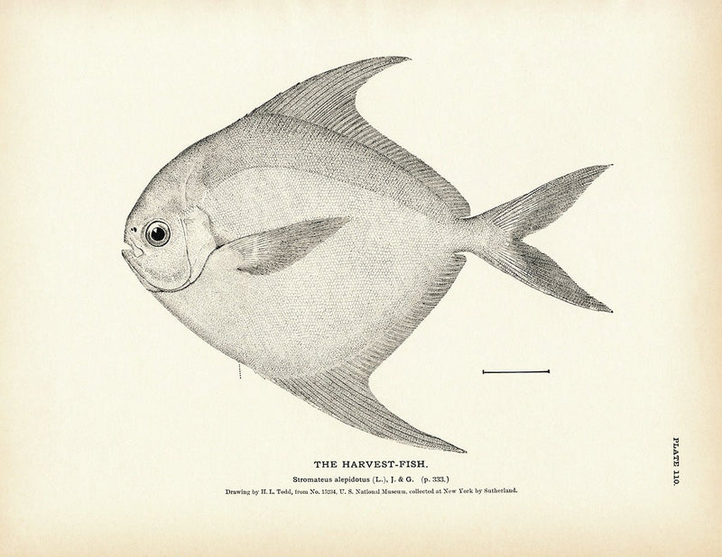 Harvest - Fish Art Print - Muir Way - Fisheries