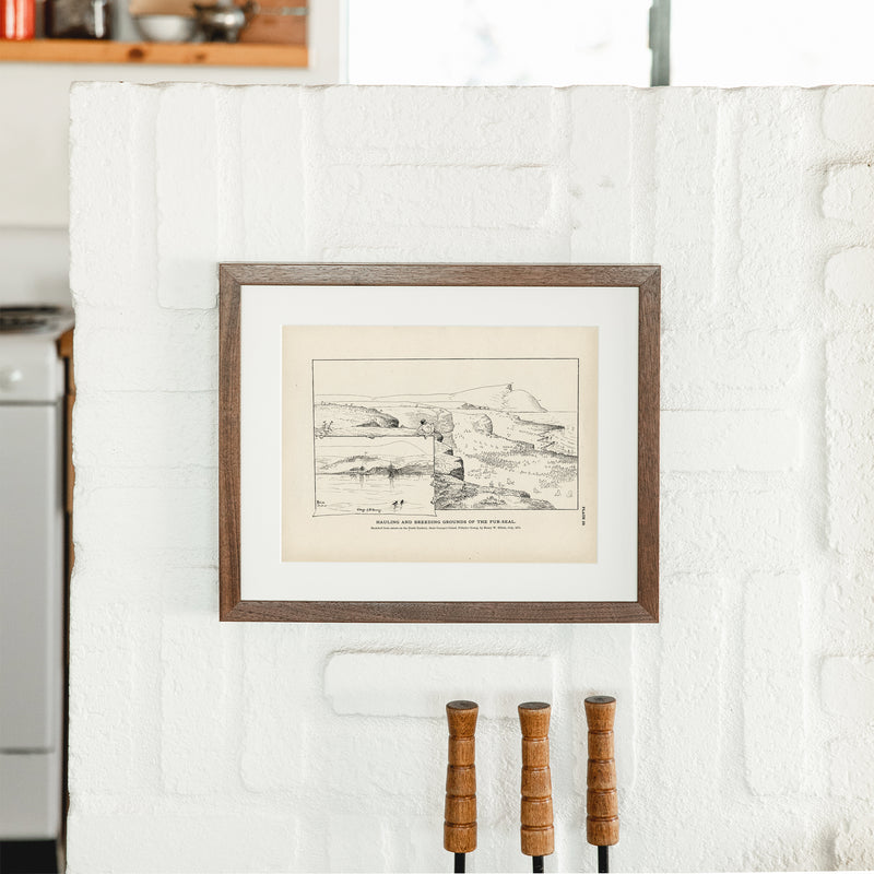 Hauling and Breeding Grounds of the Fur - Seal Art Print - Muir Way - Fisheries