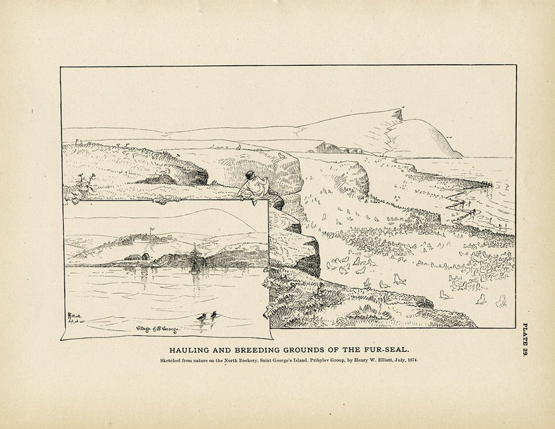 Hauling and Breeding Grounds of the Fur - Seal Art Print - Muir Way - Fisheries