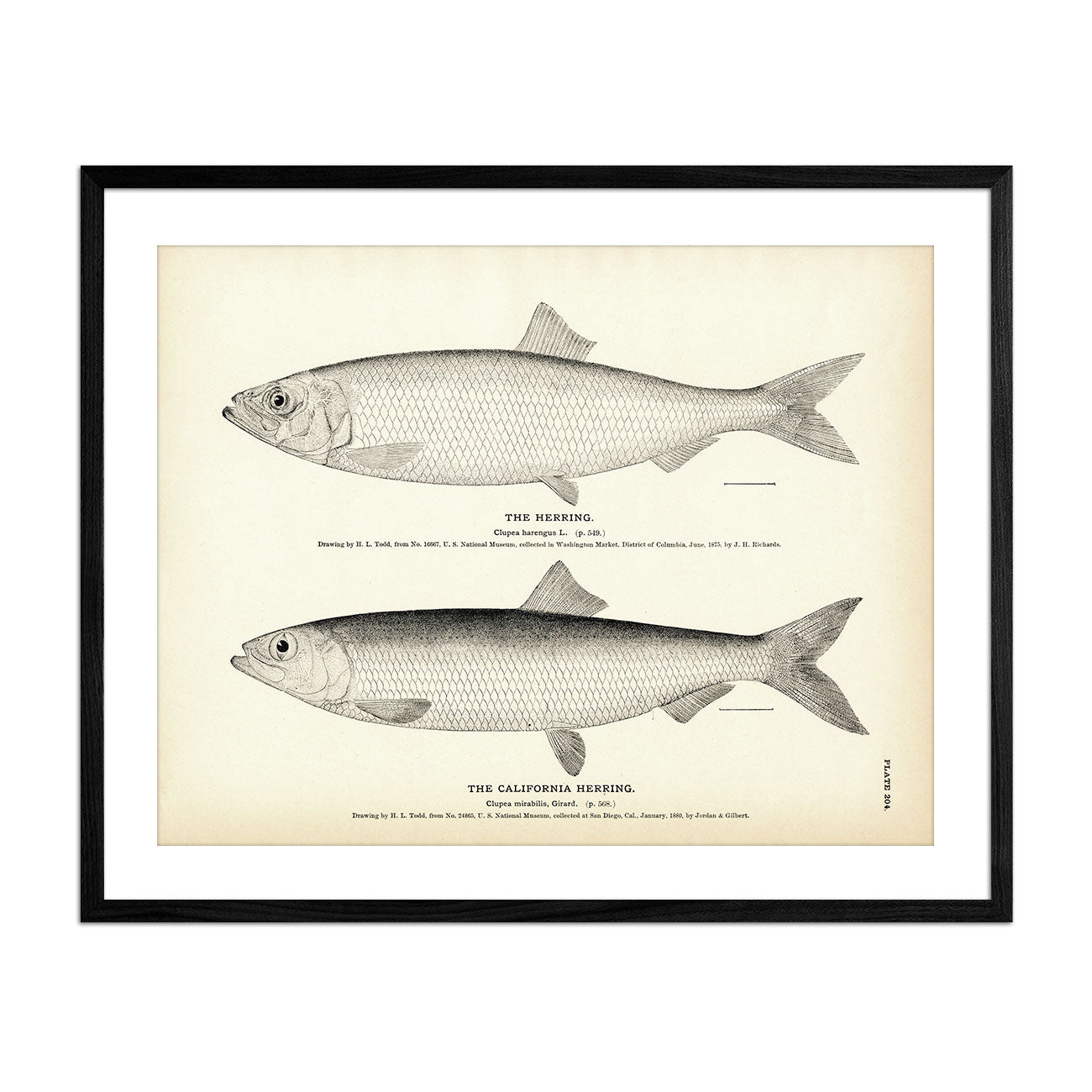Herring and California Herring - 1884 Print | Muir Way