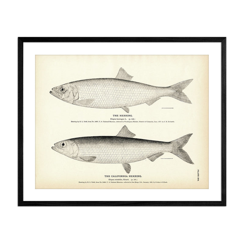 Herring and California Herring Art Print - Muir Way - Fisheries