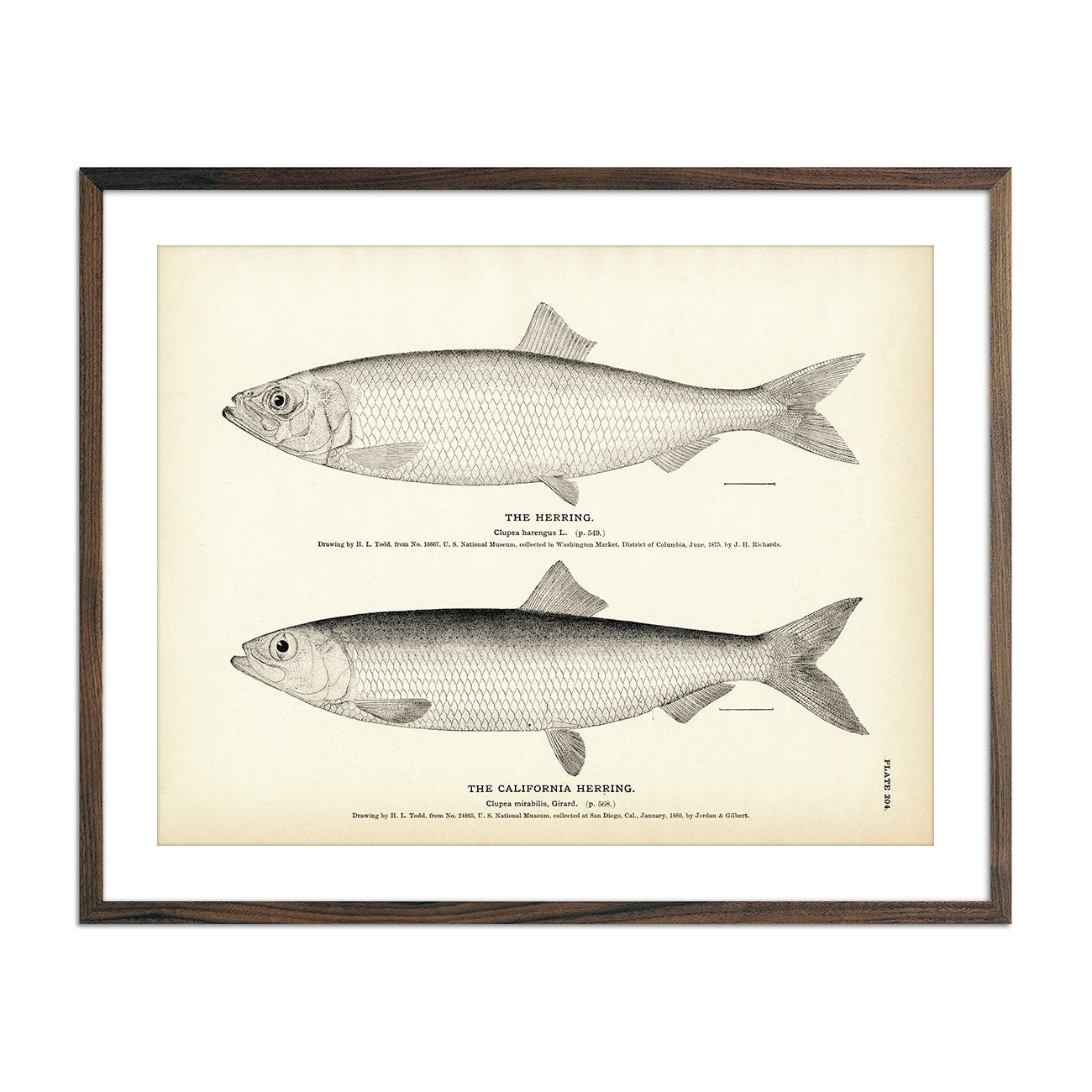 Vintage Herring and California Herring fish print