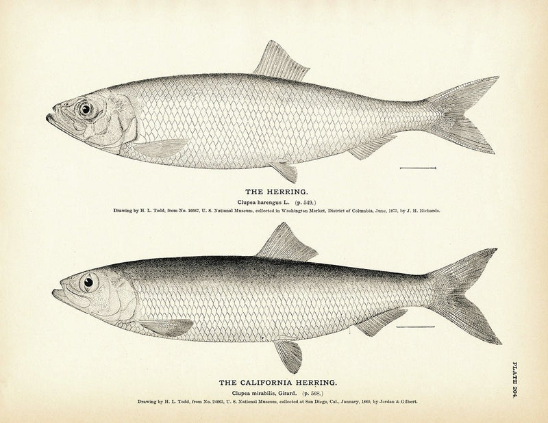 Herring and California Herring Art Print - Muir Way - Fisheries