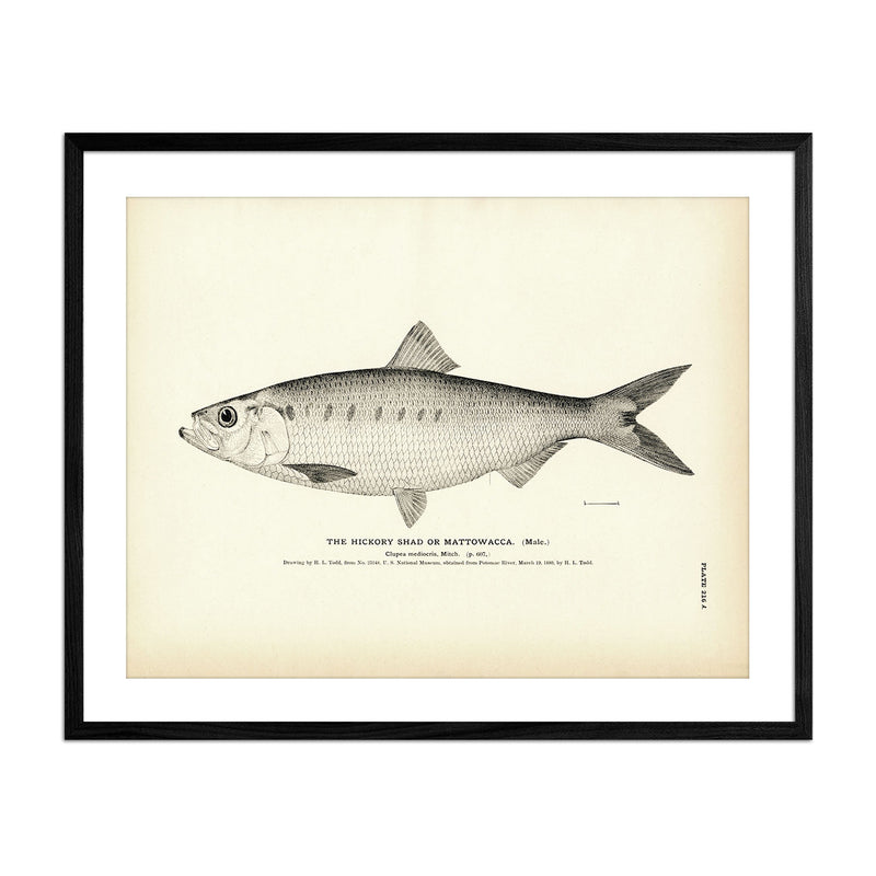 Hickory Shad (Male) (Mattowacca) Art Print - Muir Way - Fisheries