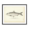 Hickory Shad (Male) (Mattowacca) Art Print