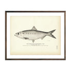 Vintage Hickory Shad (Male) fish print