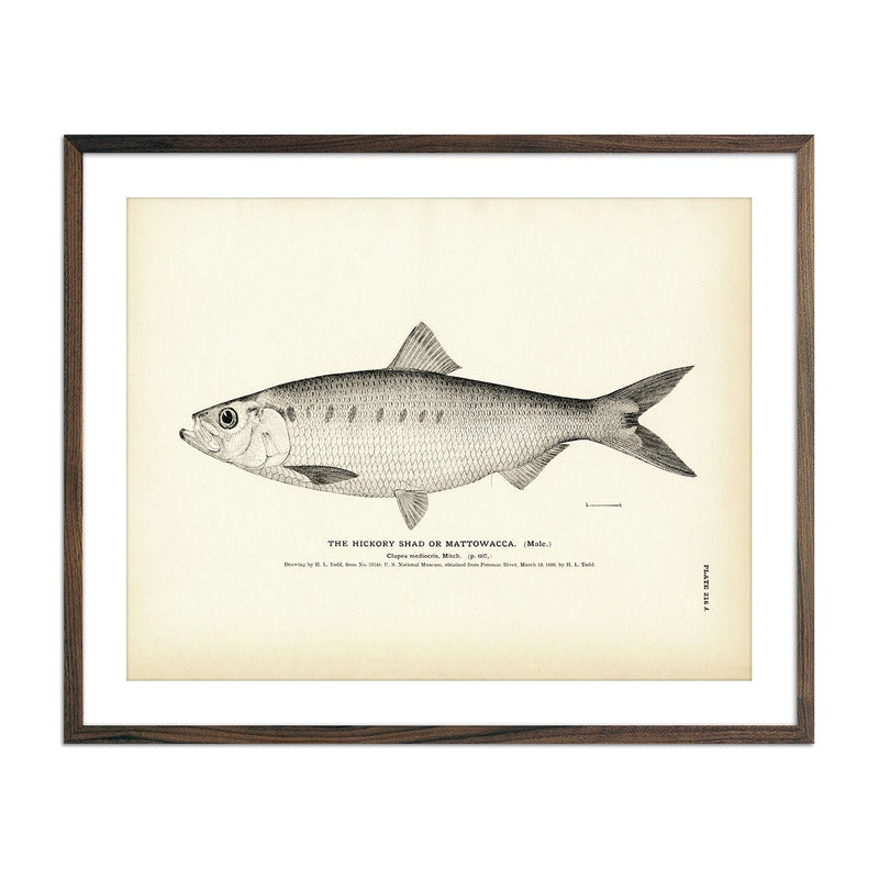 Hickory Shad (Male) (Mattowacca) Art Print - Muir Way - Fisheries