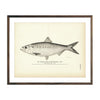 Vintage Hickory Shad (Male) fish print